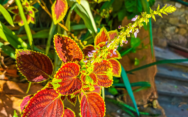 Tropical red pink purple plant in Puerto Escondido Mexico.