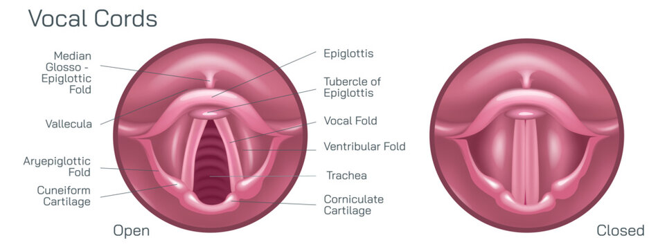 the vocal cords, or vocal folds, are two muscular bands inside the throat or voice box that produce the sound of your voice vector illustration. Closed and open folds. they help breathe and swallow.