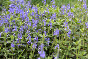 In nature, among the herbs grows veronica teucrium