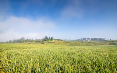 Landscape view of greenery paddy farmland in Nepal. 
