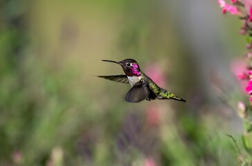Fototapeta premium Bright and colorful hummingbird hovering near pink color flowers showing off gorget and calling for mates