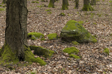 an old moss-covered tree surrounded by stones