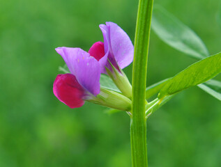 Vetch sowing (Vicia sativa) grows in the field