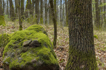 a large boulder next to a tree