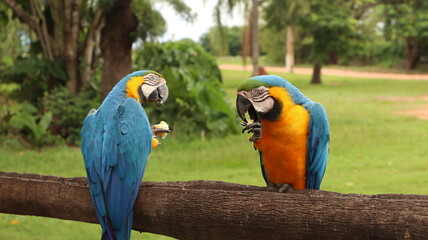 Duas aves araras coloridas em uma fazenda no brasil	 - obrazy, fototapety, plakaty
