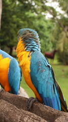 Arara azul em um poleiro, destacando sua beleza e cores vibrantes, em um momento calmo de interação com a natureza