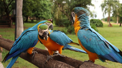 Três aves araras coloridas em uma fazenda no brasil