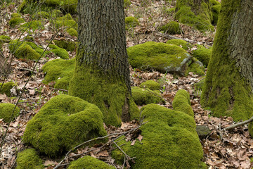 trees surrounded by moss covered stones