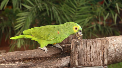 Ave verde papagaio pantanal brasileiro © RNL Fotografia