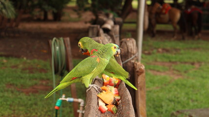 Aves verdes em um poleiro se alimentando em uma fazenda no brasil