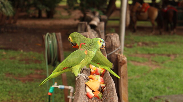 Aves verdes em um poleiro se alimentando em uma fazenda no brasil