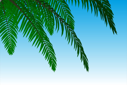Palm leaves. Green leaf of palm tree vector illustration