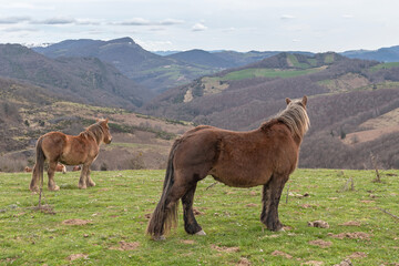 Burguete breed mares grazing in the mountains. Navarrese Pyrenees