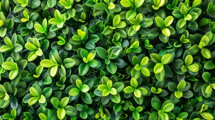 Tuinposter Close up green hedge wall texture with small leaves in garden   eco evergreen background © Ilja