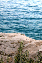 Olive tree branches near the sea. Selective focus.