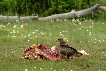Buse variable,.Buteo buteo, Common Buzzard