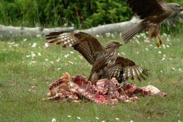 Buse variable,.Buteo buteo, Common Buzzard