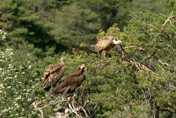 Vautour moine,.Aegypius monachus, Cinereous Vulture, Vautour fauve,.Gyps fulvus, Griffon Vulture, Parc naturel régional des grands causses 48, Lozere, France