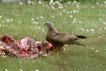 Buse variable,.Buteo buteo, Common Buzzard