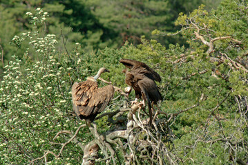 Vautour moine,.Aegypius monachus, Cinereous Vulture, Vautour fauve,.Gyps fulvus, Griffon Vulture, Parc naturel régional des grands causses 48, Lozere, France