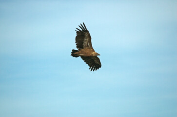 Vautour fauve,.Gyps fulvus, Griffon Vulture, Parc naturel régional des grands causses 48, Lozere, France
