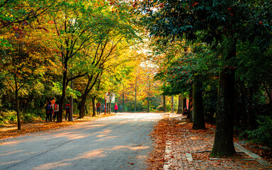 Landscape view of coloful leaf during autumn season in Gwangju, South Korea. 