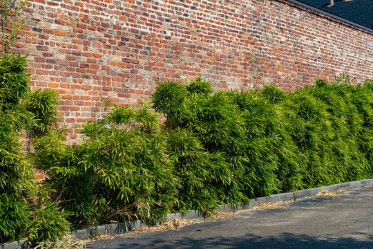 Long view of a tall retaining wall with old rusticated bricks and leafy shrubbery, creative copy space, horizontal aspect