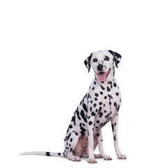 cute Dalmatian dog sitting on the floor  isolated on transparent background