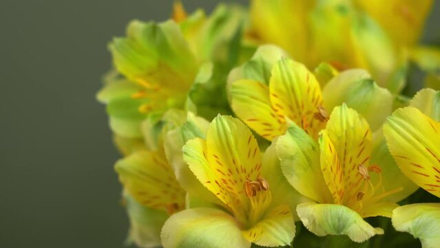 Camera movement on yellow bouquet of alstroemeria flowers on green background.