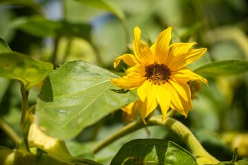 sunflower plants in a garden in a house in australia in summer