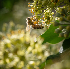 Biene auf Efeublüte mit Pollenhöschen