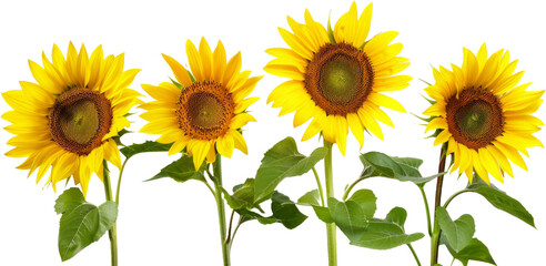 Bright sunflowers with vivid yellow petals and dark seeds, cut out transparent