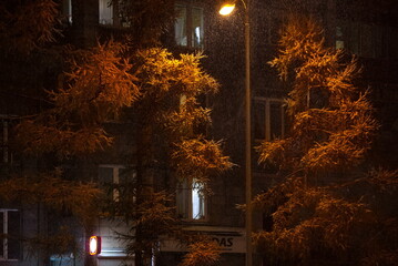 Russia. South of Western Siberia, Novokuznetsk. Autumn yellow larches illuminated by street lamps on a snowy evening.