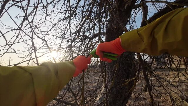 Pruning tree with clippers on village backyard. Cut branch use branch cutter. Cutting branches on apple tree use Garden pruning shears. Trimming tree branch in rural garden. Pruning tools for cut.