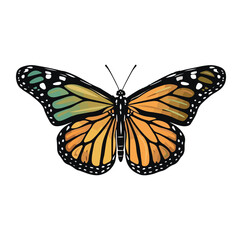 monarch butterfly with blues silver green