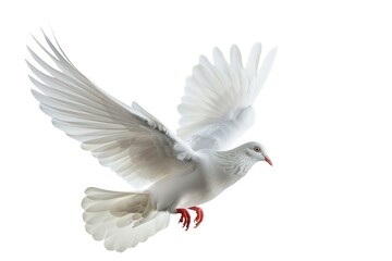 white dove flying in the air - obrazy, fototapety, plakaty