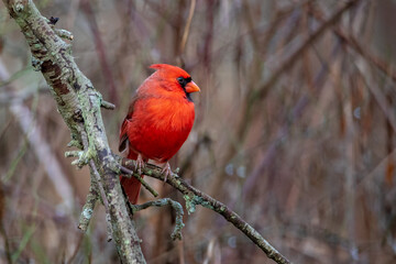 red Male cardinal perched on a small branch
