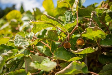 kiwi fruit plant growing on a farm in australia