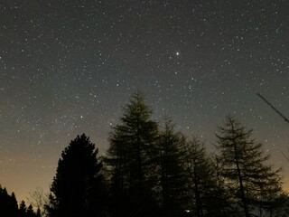 starry sky in the forest