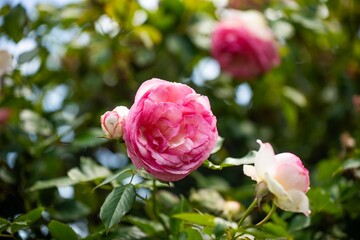 roses arch in a garden with a mother and child walking through it