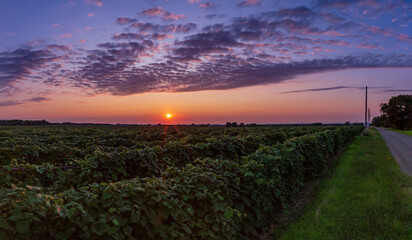 Summer sunset over grape vineyard, with country road 