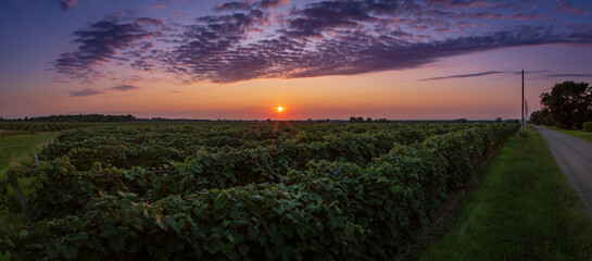 summer time Grape vineyard at sunset