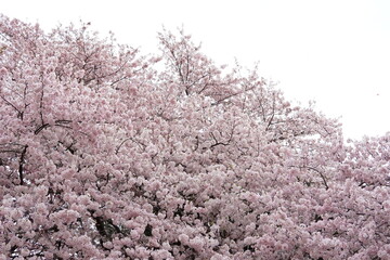 sakura tokyo