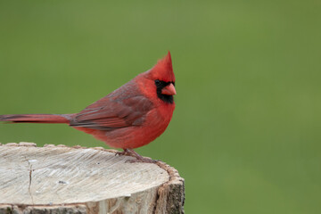 red cardinal on a stump