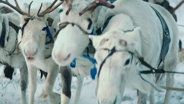 From the top drone capturing a camp of yurts and reindeers soo wonderful view. shot on red epic