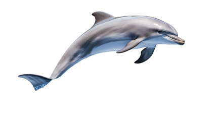A dolphin gracefully jumps in the air, its sleek body arching elegantly against the clear sky