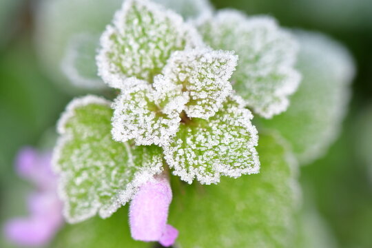 Macro photography of a frosty plant