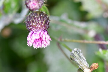 Macro photography of  a Thistle