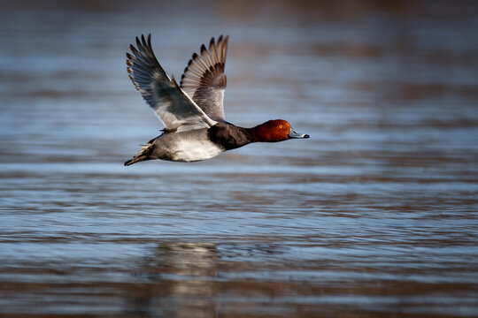 Male redhead duck flying just above lake 
