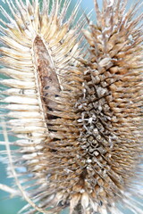 Macro photography of a frosty plant
